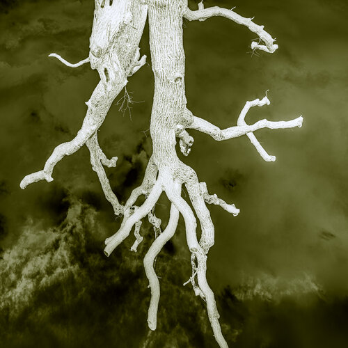 Arcus Photinus (Collectors' Edition) Marcel van Beek