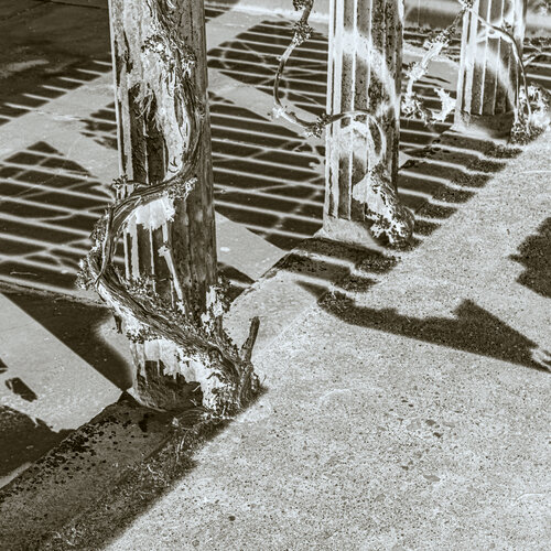 Ranken im verkehrten Licht (Collectors' Edition) van Marcel van Beek, Fotografie te koop op Singulart