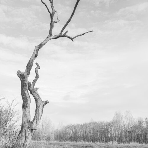 Der Baum, der blieb by Marcel van Beek, Photography for Sale on Singulart