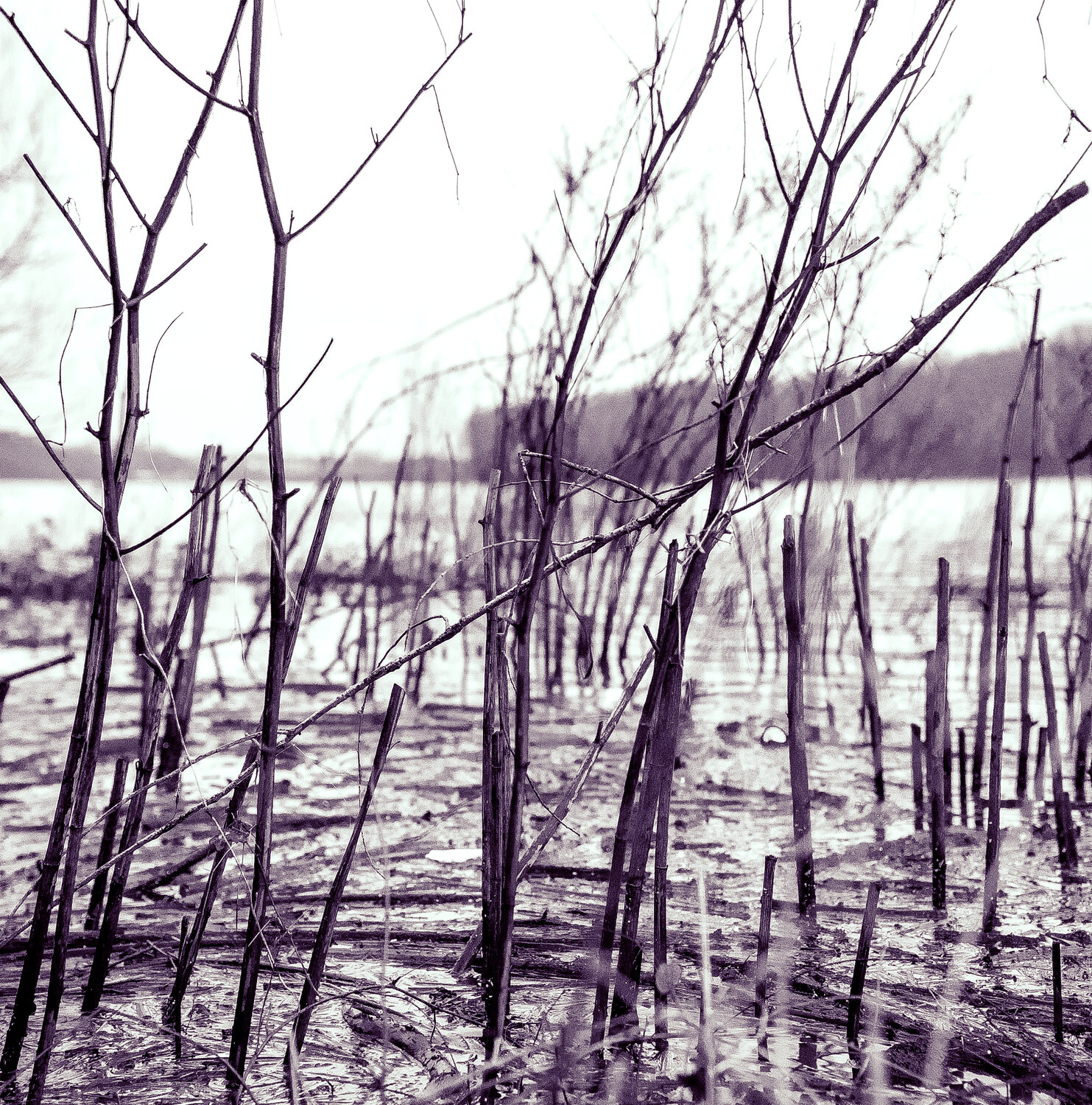 Hochwasser Rhein Marcel van Beek