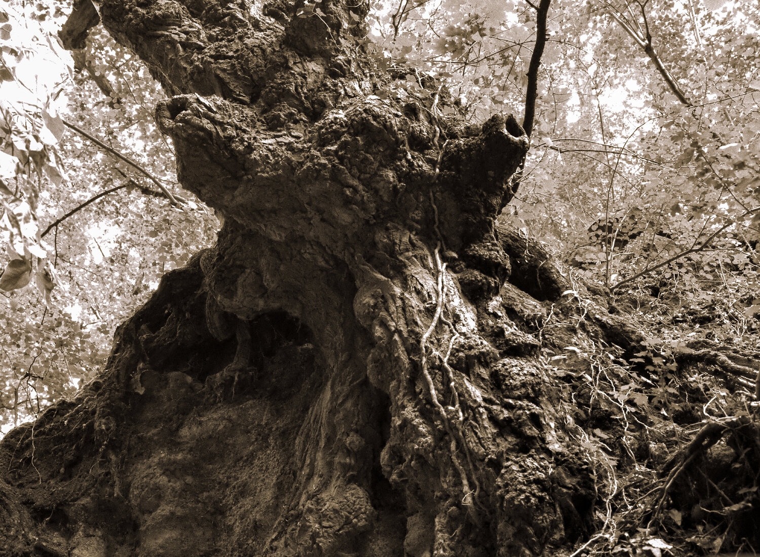 Karbon-Körper I Marcel van Beek