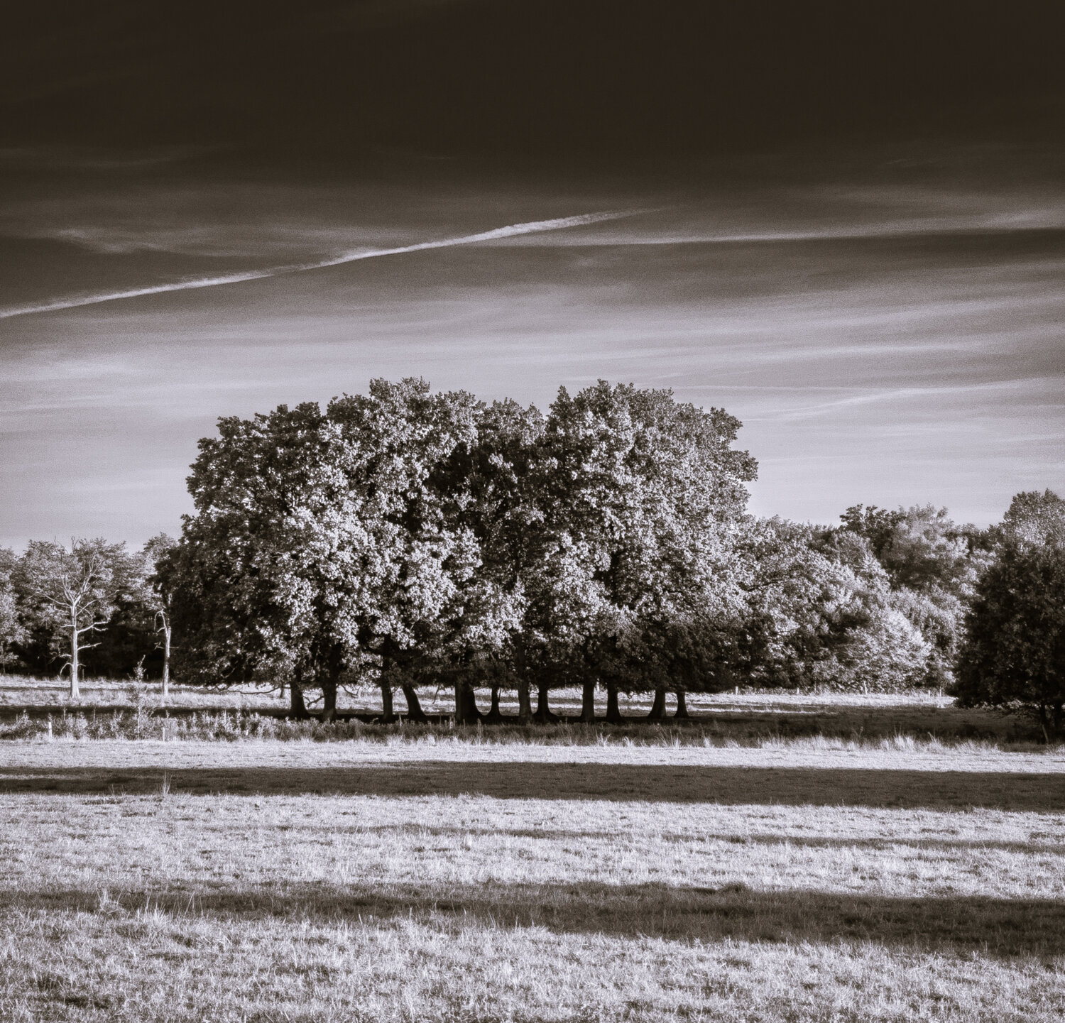 Bauminsel Marcel van Beek