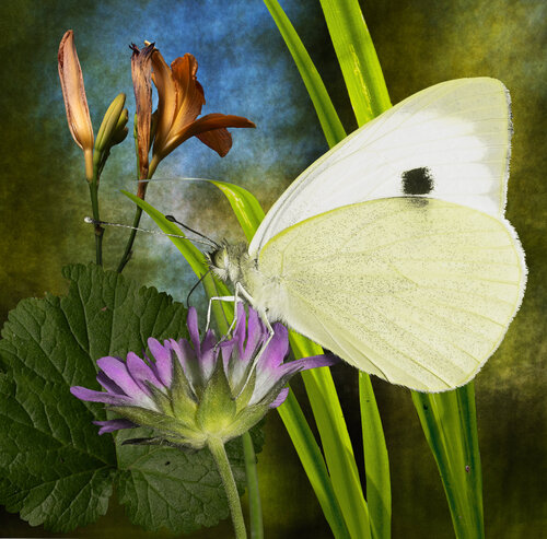 Feeling of Summer von rolf Sørensen-Lyle, Fotografie kaufen auf Singulart