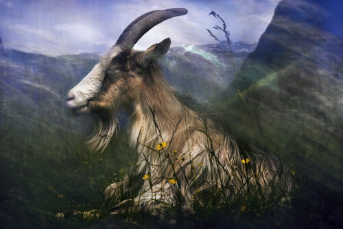 The Goat by rolf Sørensen-Lyle, Photography for Sale on Singulart