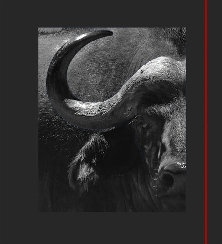 Cape Buffalo di rolf Sørensen-Lyle, Fotografia in vendita su Singulart