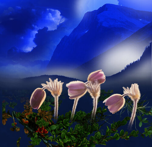 Pulstatilla Vernalis rolf Sørensen-Lyle