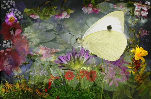 The white butterfly rolf Sørensen-Lyle