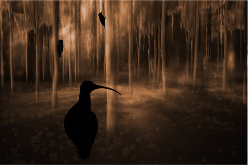 Silent spring di rolf Sørensen-Lyle, Fotografia in vendita su Singulart