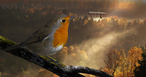 Redbreast van rolf Sørensen-Lyle, Fotografie te koop op Singulart