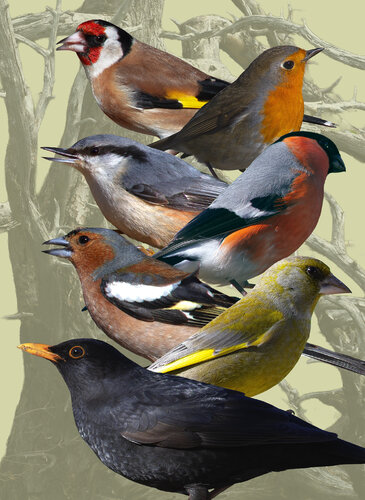 Norwegian Birds van rolf Sørensen-Lyle, Fotografie te koop op Singulart