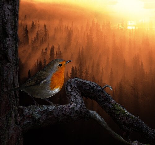 Sunrise de rolf Sørensen-Lyle, Fotografía a la venta en Singulart