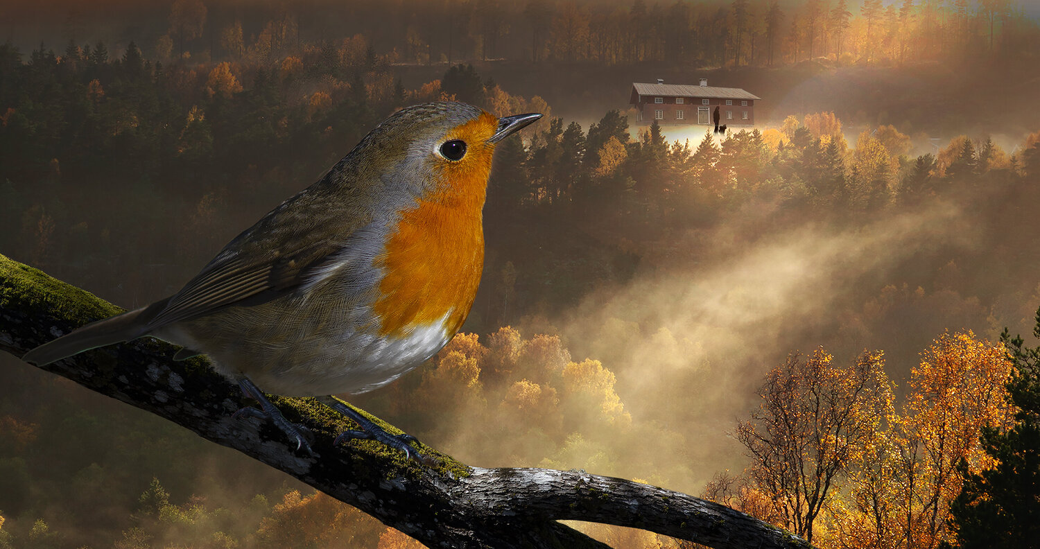 Redbreast rolf Sørensen-Lyle