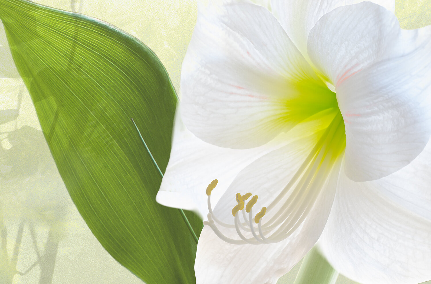 White Lilly rolf Sørensen-Lyle Photography for sale
