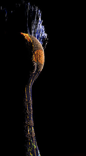 emmerging from the shade van Thierry Aubert, Fotografie te koop op Singulart