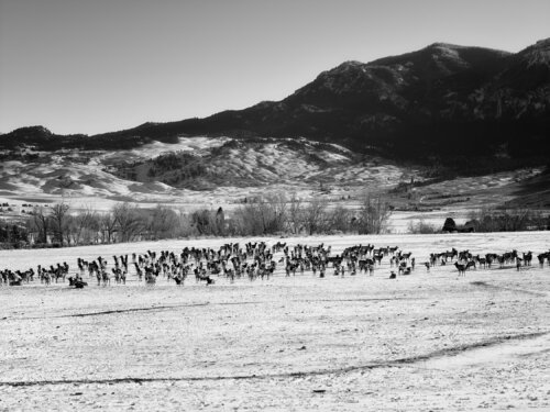 Yellowstone Park Montana von Jeff Corwin, Fotografie kaufen auf Singulart