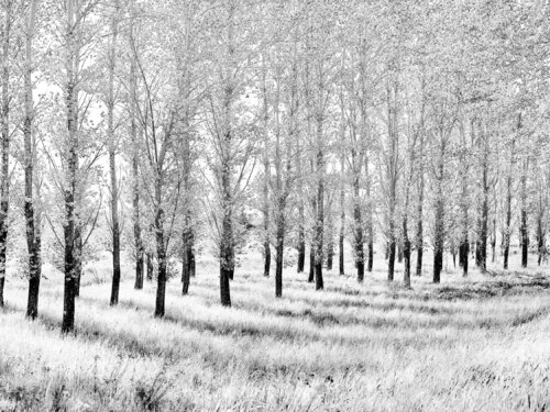 Pullman, Washington di Jeff Corwin, Fotografia in vendita su Singulart