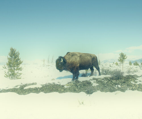 Yellowstone Park Montana di Jeff Corwin, Fotografia in vendita su Singulart