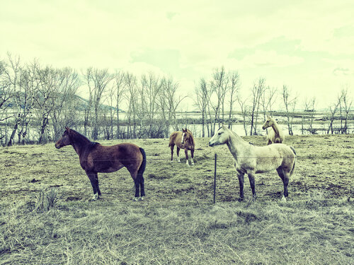Belgrade Montana de Jeff Corwin, Fotografía a la venta en Singulart