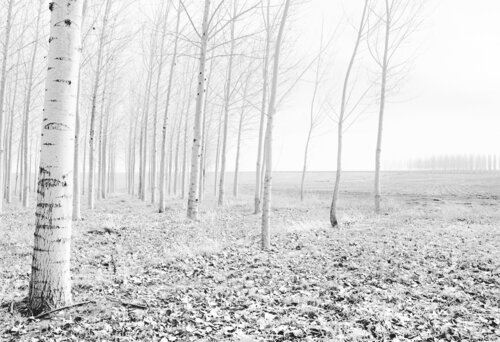 Othello, Washington by Jeff Corwin, Photography for Sale on Singulart