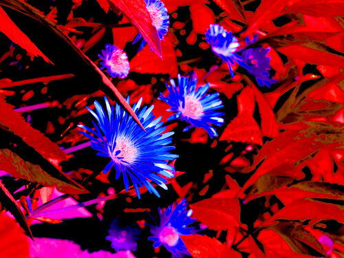 flor de amor do Céu van Celso PREI, Fotografie te koop op Singulart