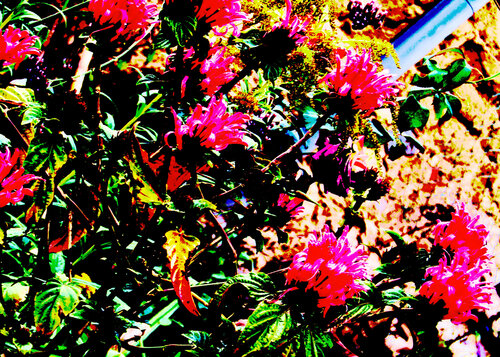 IMG_4302 - flor de amor ao carnaval - vendo o formato digital da fotografia von Celso PREI, Fotografie kaufen auf Singulart