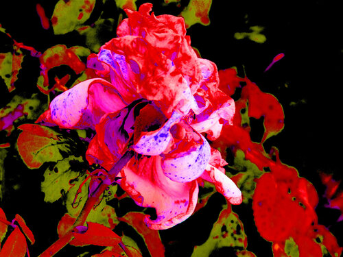 IMG_4315 - flor da vida - venda em formato digital van Celso PREI, Fotografie te koop op Singulart