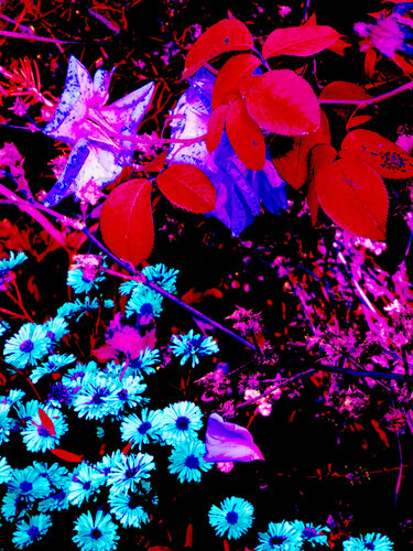 IMG_4364 a vida 2 - venda da obra em formato digital van Celso PREI, Fotografie te koop op Singulart