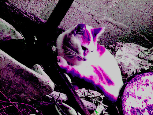 IMG_4374 gato rosa  - venda em digital von Celso PREI, Fotografie kaufen auf Singulart
