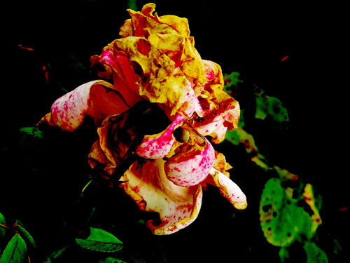 IMG_4315 - flor da vida 2 - venda em formato digital Celso PREI