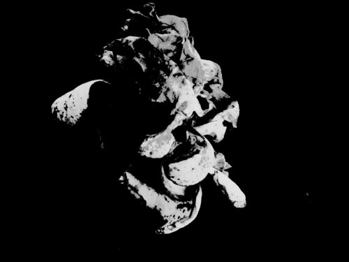 IMG_4315 - flor da vida 4 PB - venda em formato digital by Celso PREI, 사진 for Sale on Singulart