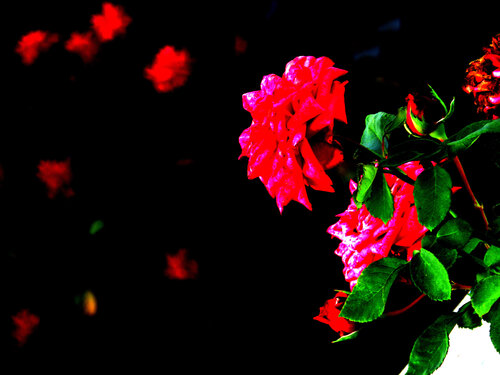 IMG_4321 fim - flor van Celso PREI, Fotografie te koop op Singulart