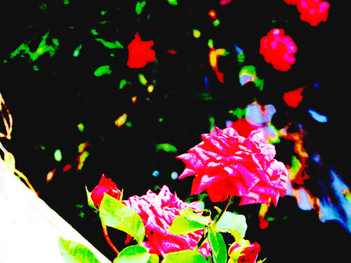 IMG_4322 fim - flor van Celso PREI, Fotografie te koop op Singulart