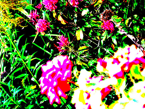 IMG_4323 fim  - flor van Celso PREI, Fotografie te koop op Singulart