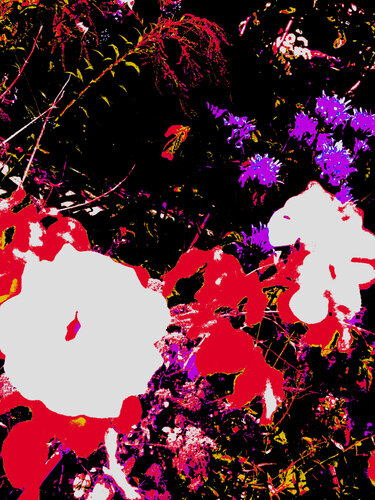 IMG_4329 - fim 2 - flor van Celso PREI, Fotografie te koop op Singulart