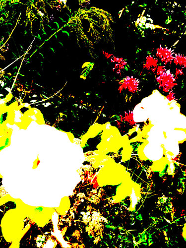 IMG_4329 - fim - flor von Celso PREI, Fotografie kaufen auf Singulart