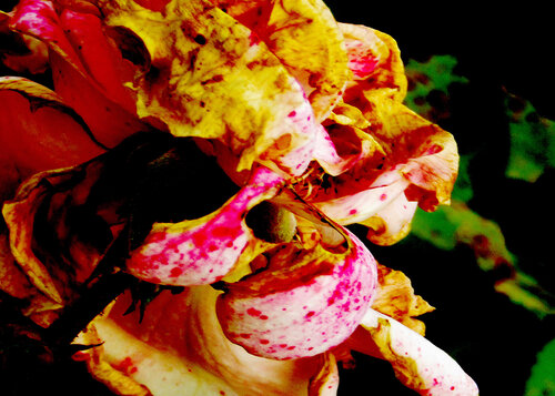 IMG_4315 abelha - flor da vida - venda em formato digital van Celso PREI, Fotografie te koop op Singulart