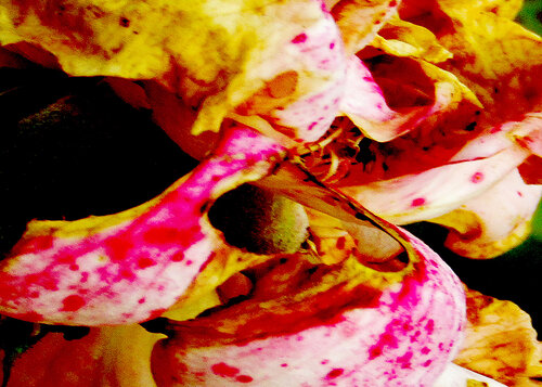 IMG_4315 abelha 2 - flor da vida - venda em formato digital van Celso PREI, Fotografie te koop op Singulart