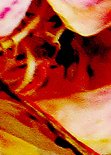 IMG_4315 abelha 4 - flor da vida - venda em formato digital van Celso PREI, Fotografie te koop op Singulart