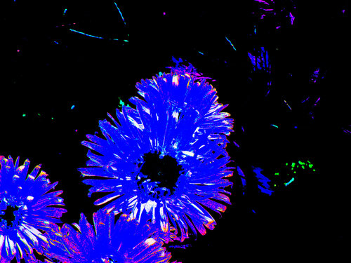 IMG_4123 - ABCD11 Celso PREI