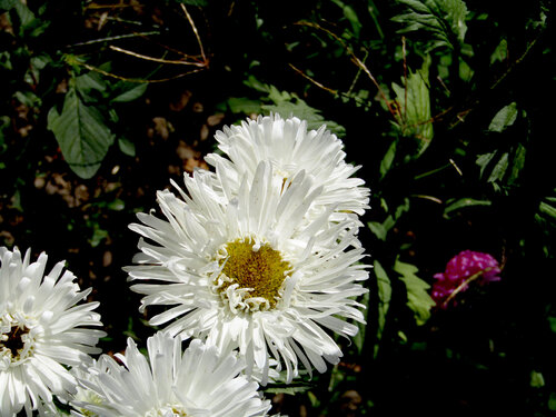 IMG_4123 inicio van Celso PREI, Fotografie te koop op Singulart