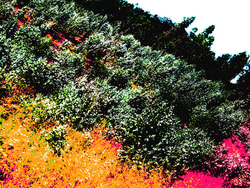 floresta a brotar IMG_1451 di Celso PREI, Digitale in vendita su Singulart