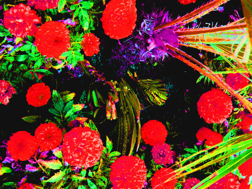 " flor meu "tarbalhada  IMG_1603 by Celso PREI, 사진 for Sale on Singulart