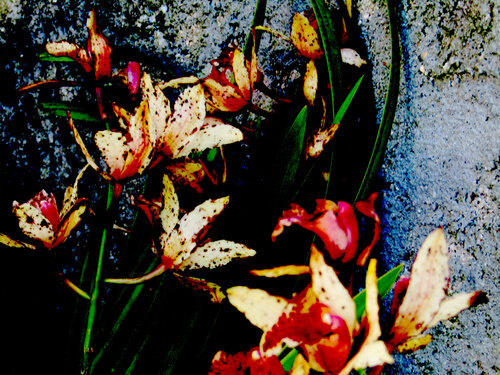 IMG_5283b -flor do amor von Celso PREI, Digital kaufen auf Singulart