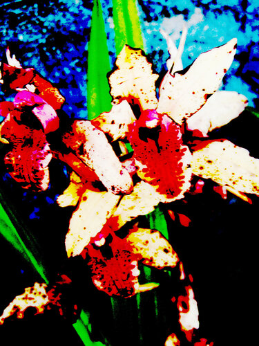 IMG_5284b - flor do amor 1 di Celso PREI, Fotografia in vendita su Singulart