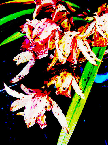 IMG_5285b - flor da ilusão di Celso PREI, Fotografia in vendita su Singulart