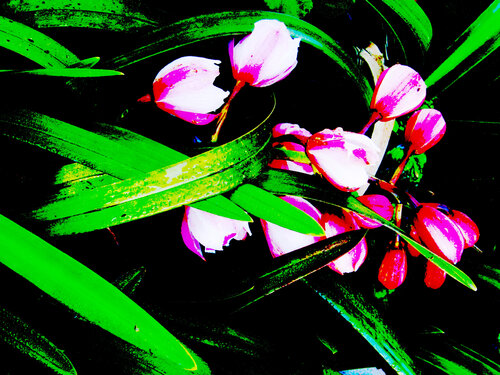 IMG_5287b van Celso PREI, Fotografie te koop op Singulart