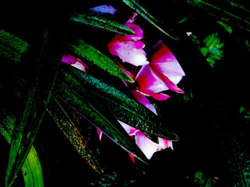 IMG_5288b van Celso PREI, Fotografie te koop op Singulart