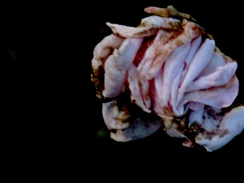 IMG_5290b van Celso PREI, Fotografie te koop op Singulart