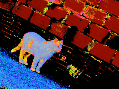IMG_5290b - gato invisivel de Celso PREI, Fotografía a la venta en Singulart