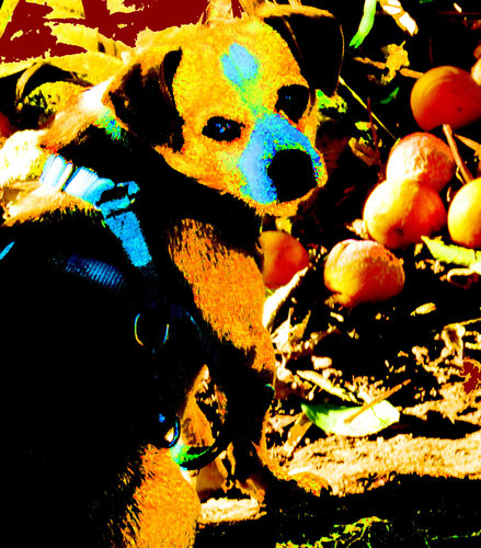 caoo que late reco 39x45 van Celso PREI, Fotografie te koop op Singulart